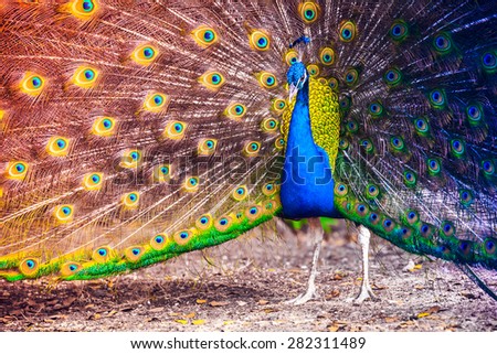 Peacock in a tropical forest with feathers out, colorful gradient tonal correction photo filter