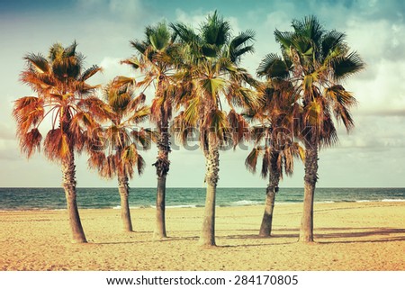 Palm trees grow on empty sandy beach in Spain. Vintage style. Photo with old style colorful retro tonal photo filter correction, instagram old style
