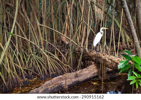 White heron in wild tropical forest, mangrove trees growing in the water