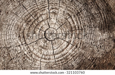 Circular pattern of old brown wooden log section
