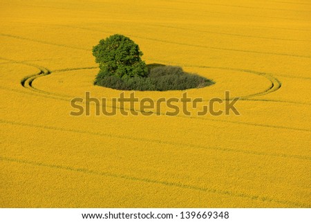canola - tree in a circle track