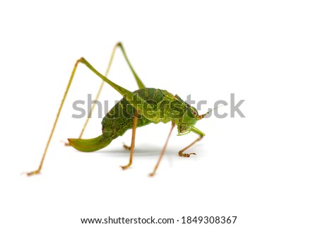 Shutterstock Puzzlepix