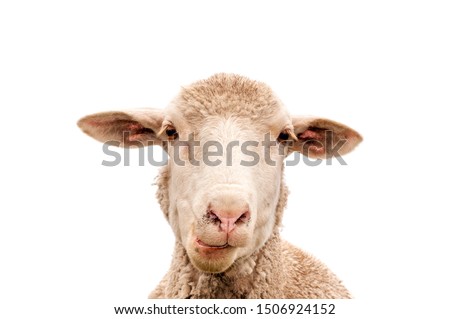 Similar – Image, Stock Photo Sheep face portrait and selective focus. Red nose sheep close-up