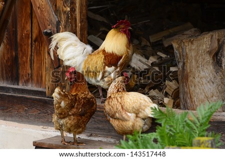 chanticleer and hen on a farm