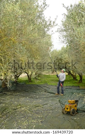 MIRES, GREECE - DECEMBER 19: Unidentified man with tool for olive harvest, this job is made by hand, pick the fruits on a net on ground, on December 19, 2013 in Mires, Crete, Greece