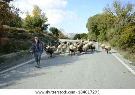 LASSITHI, GREECE - DECEMBER 26: Unidentified shepherd with flock of sheeps on a mountain road in Crete, on December 26, 2013 in Lassithi, Greece