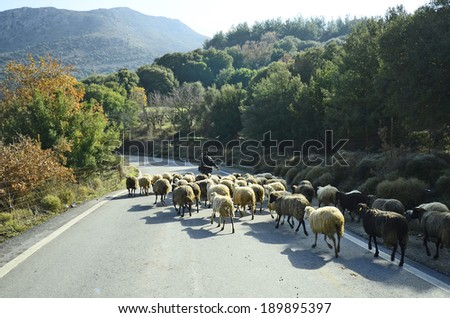 Greece, Crete, shepherd with flock of sheeps on a road in Lassithi