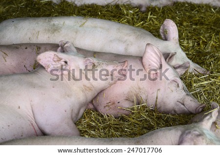 Austra, pig farming- sleeping pigs