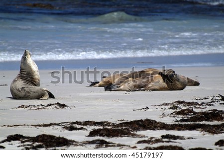 Australian Sea Lions on the Beach of Kangaroo Island