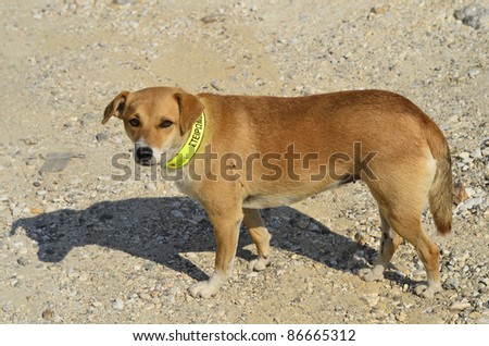 GREECE - SEPTEMBER 26: registered dog with yellow dog\'s collar - a selective measure against alley dogs from the community on September 26, 2011 in Kavala, Greece