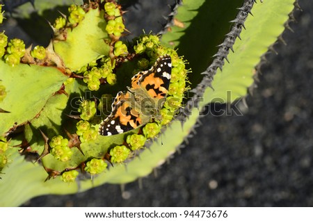 Canary Island, painted lady butterfly on cactus plant