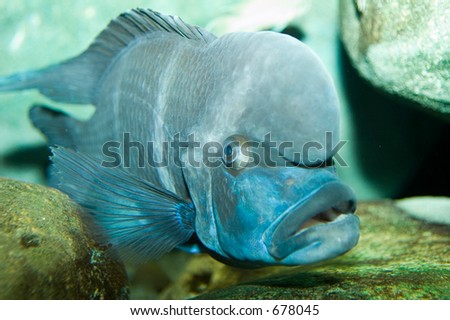 Ugly Fish Stock Photo 678045 : Shutterstock