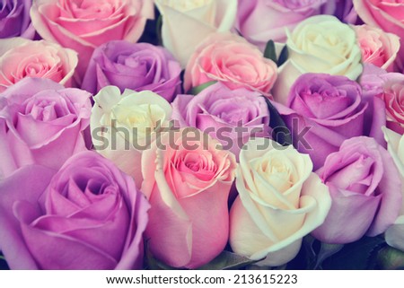 Pink and white roses background, shallow depth of field