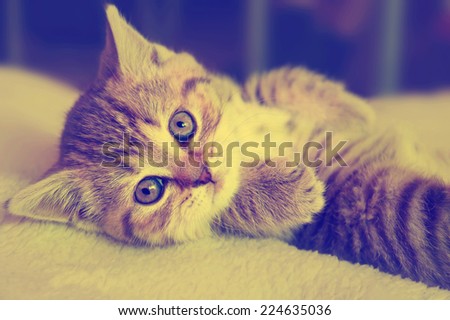 Cute striped scottish kitten on  background with retro vintage instagram filter