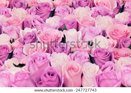 Pink and white natural roses flowers background, soft focus