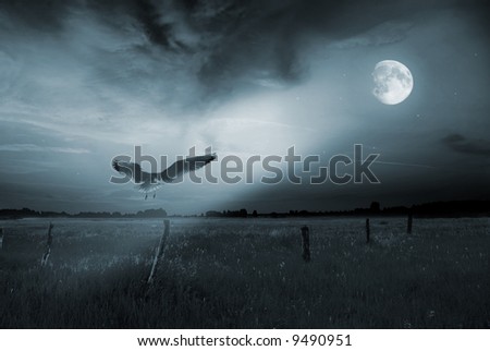 Lonely bird in moonlight