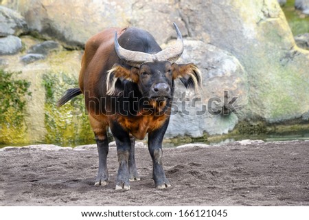 Close up of a Red Forest Buffalo