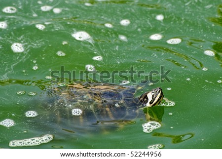 Red necked slider Turtle swimming