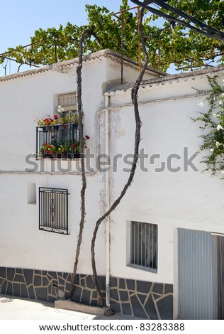 Vine growing on a house in Cadiar, Apujarra Mountains, Granada Province, Andalusia, Spain