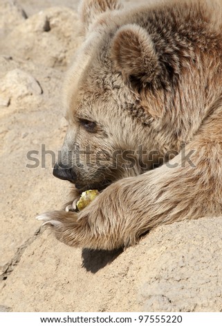 Close up of a Brown Bear Eating