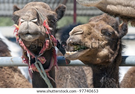 Close up of Two Camels