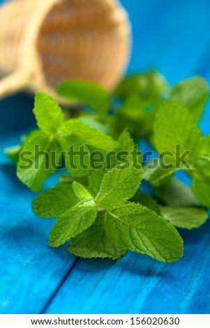 Peruvian Muna (lat. Minthostachys mollis) is a herbal and medicinal plant with a taste similar to mint (Selective Focus, Focus on some of the leaves in the front)