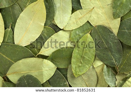 Dried coca (lat. Erythroxylum coca) leaves as background. In Peru coca leaves are drunk as tea and they are traditionally chewed in the mountains to help against altitude sickness