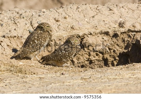 Burrowing Owl at the Sultan Sea