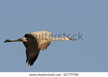 Sandhill Crane Flying Over Bosque Del Apache