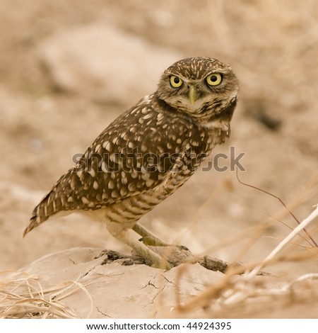 Burrowing Owl at the Salton Sea