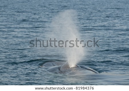 Blue Whale Off The Coast Of Dana Point