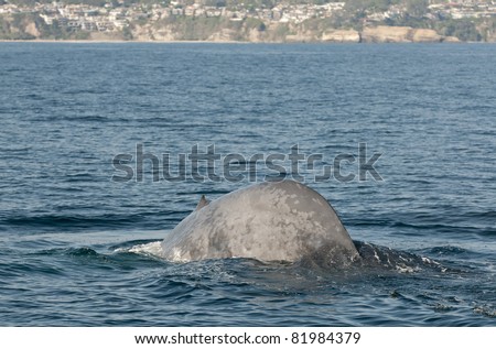 Blue Whale Off The Coast Of Dana Point