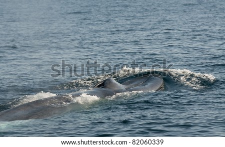 Blue Whale Off Dana Point, California
