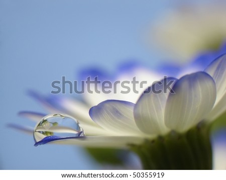 Drop of water on a flower`s petal.