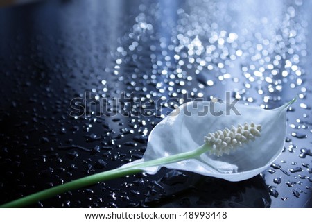 Abstract background with drops in a flower back lit