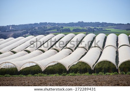 Growing raspberries in the central valley of California, greenhouse tenting