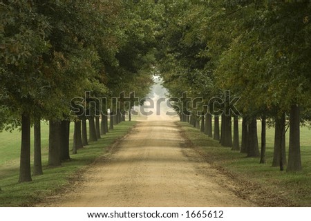 Long Tree Lined Dirt Road,Soft Light,Serene Feeling Stock Photo 1665612 ...