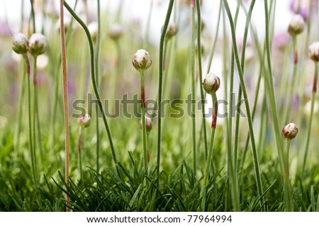closeup of lush green grass, taken with macro lens, also shows small flowers sprouting up