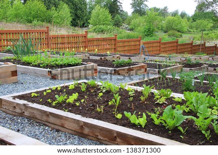Community vegetable garden boxes