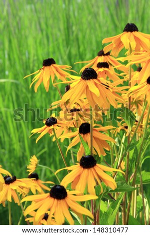 Black eyed susan flowers blooming against an ornamental grass background.