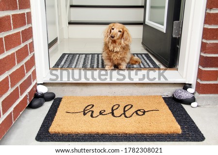 Longhair dachshund sitting in the front entrance of a home. little dog sitting by a door mat that says Hello. Doorway welcome concept. 
