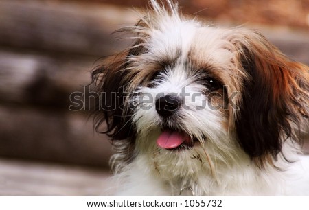 small dog, shitzu, papillion cross, panting