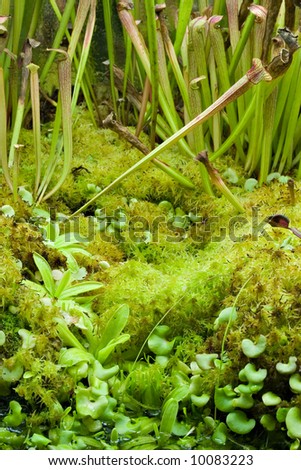 Miniature tropical moss garden with venus fly traps.