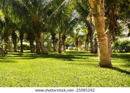 Tropical garden paradise