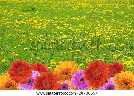 border of gerber daisies against a field of dandelions.
