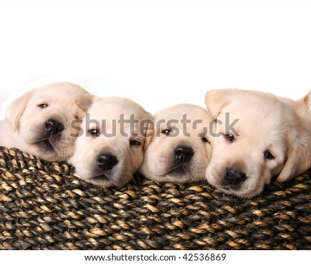 Four yellow lab puppies in a basket.