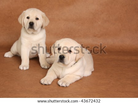 Two yellow lab puppies, focus on the front puppy.
