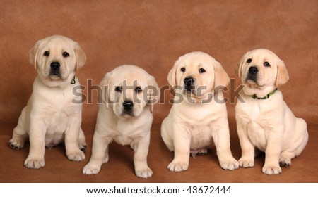Yellow labrador retriever pup on a brown background.