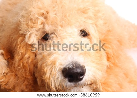Golden doodle puppy, close up.