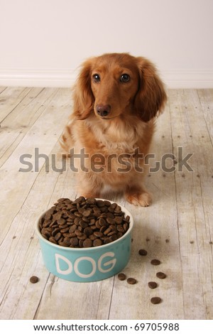 dachshund dog seating in front of her food dish.